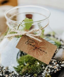 Elevate Your Space with Customized Plants in Pots